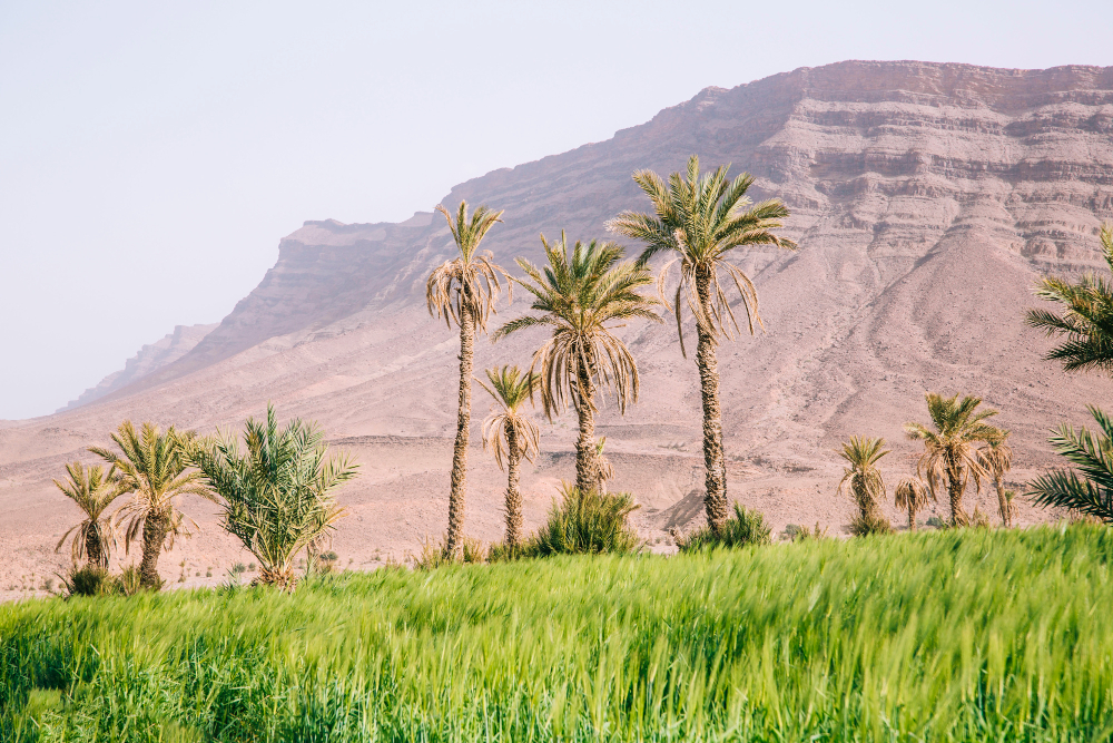 موسم الخريف في صلالة